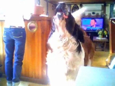 Mon chien chante