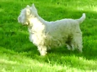 Nos chiens devant chez nous