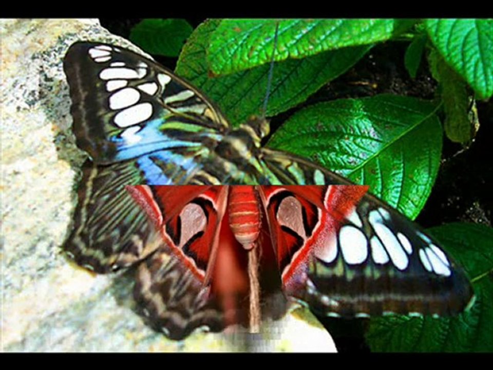 papillons