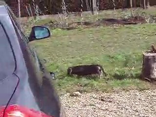 Eos notre chien trop mimi