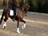 hp stables / Dressage Horses for sale
