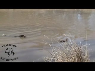 Goldsby Retrievers & Covey Rise Hunting Lodge: Dixie Pepper