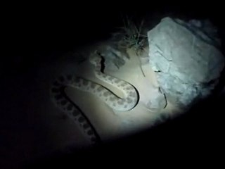 cerastes night moove - by run's