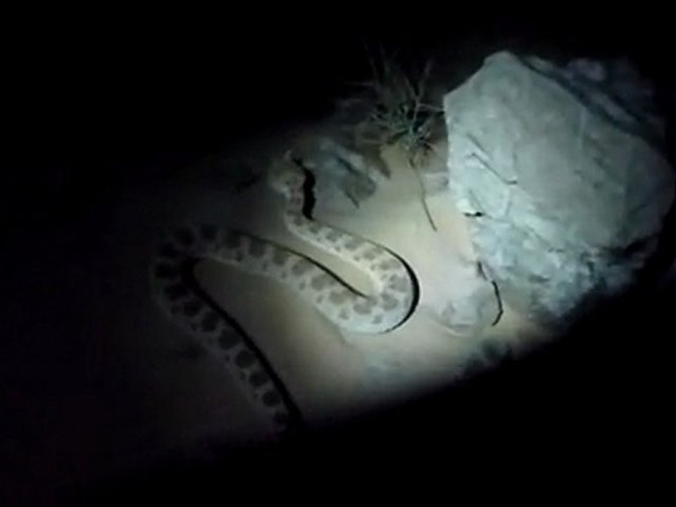 cerastes night moove - by run's