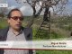 Video of the day | Majorca almonds in bloom | Deutsche Welle