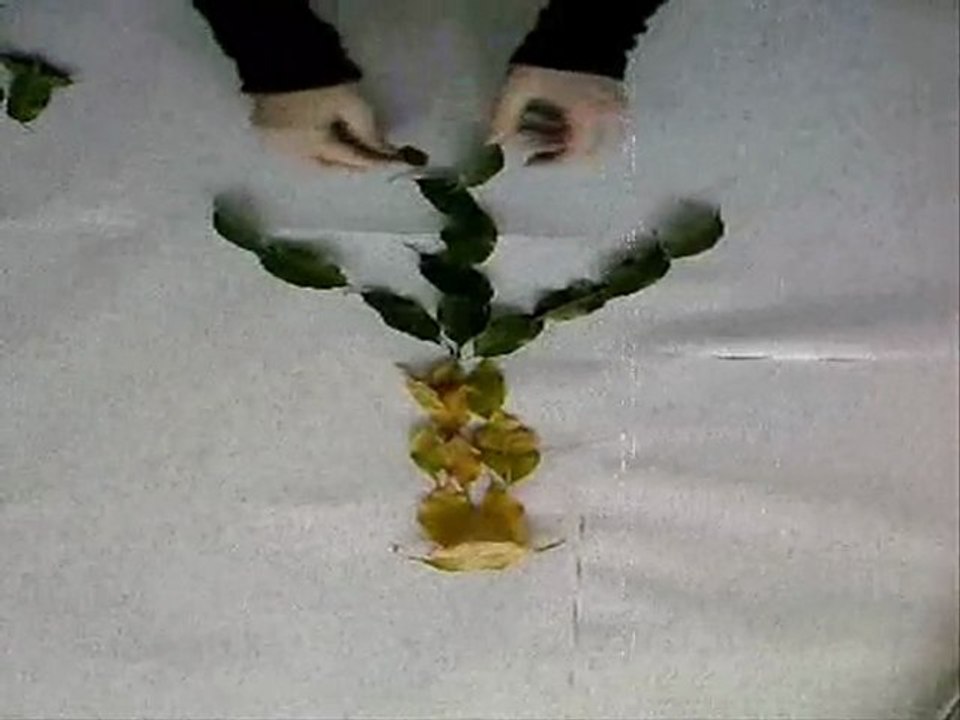Dessine-moi un arbre...