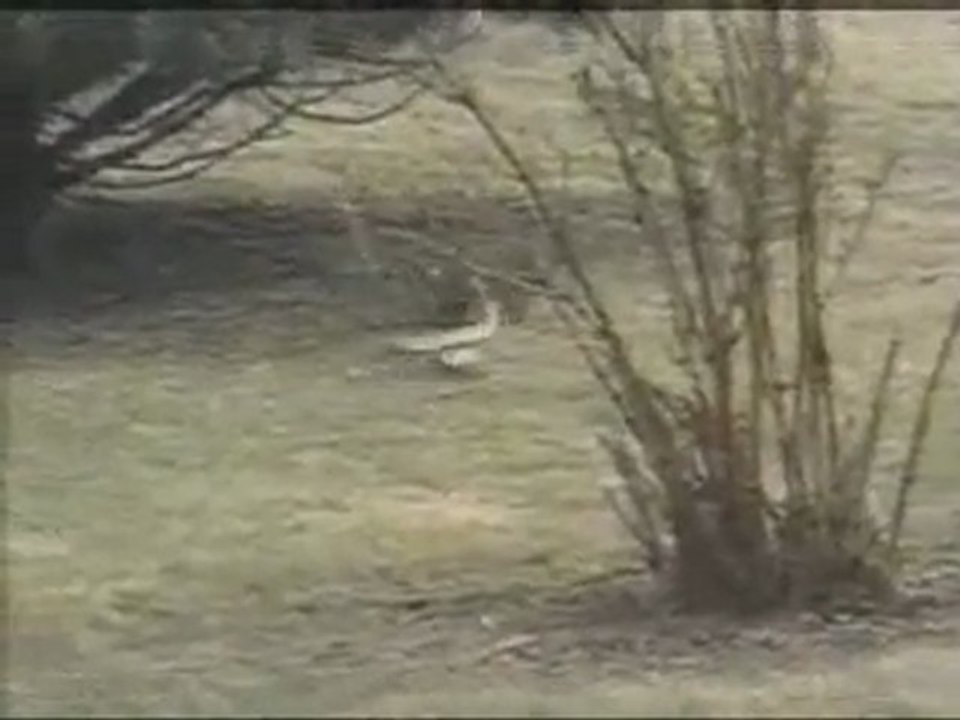 lapin contre serpent