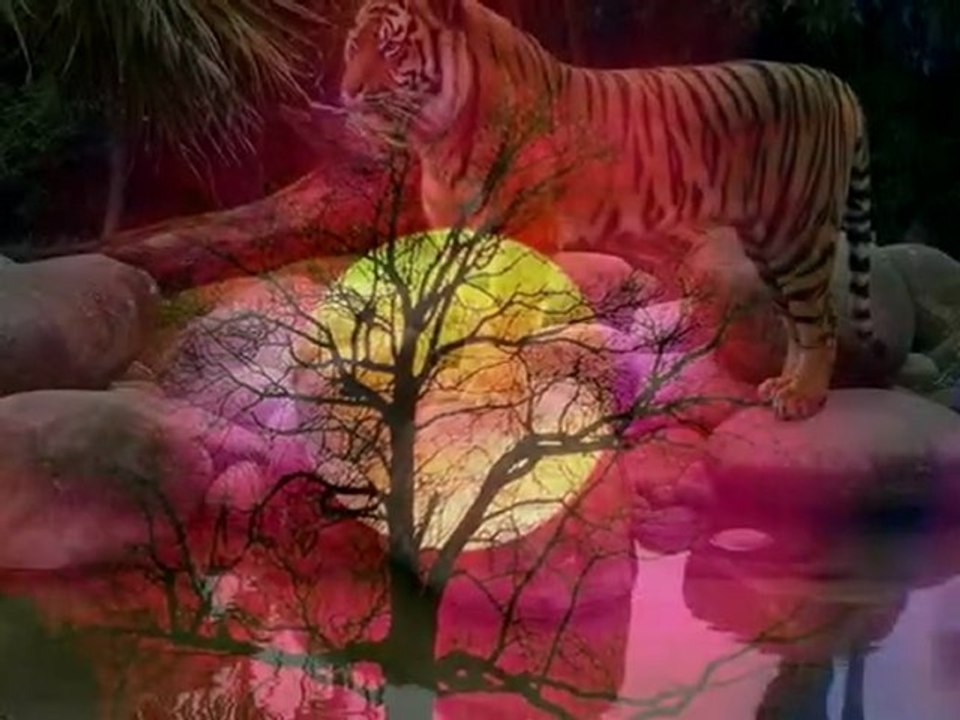 SAFARI SUR LA MUSIQUE DE MAGIC SYSTEM