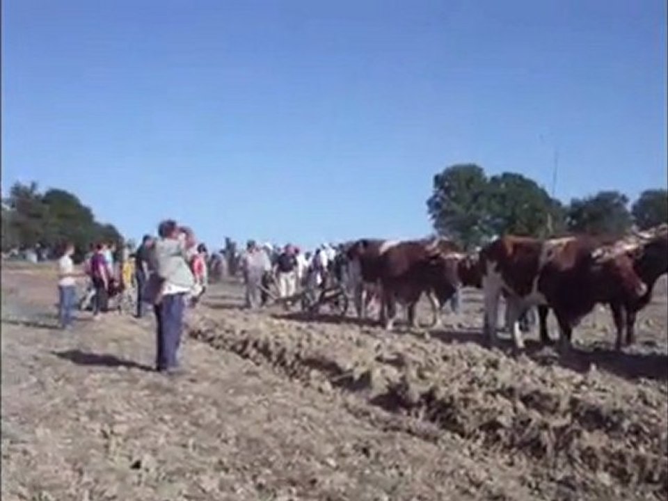 Montaillé_araire_6 boeufs