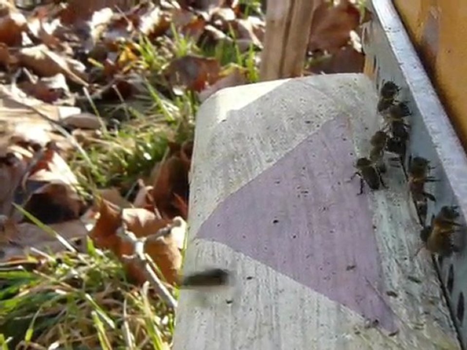Pillage d'une ruche