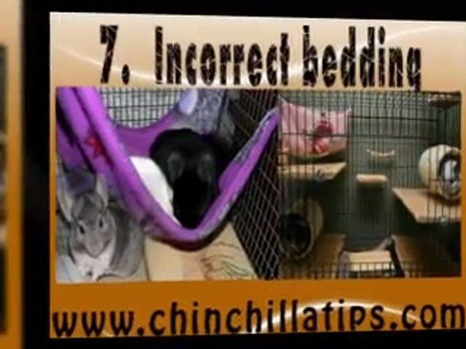 Bunny Pet