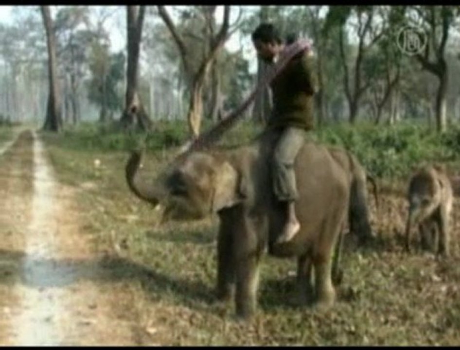 Indian Elephant Cubs Trained to Patrol Forests