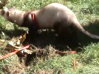 Ferret Tito summer house chillout