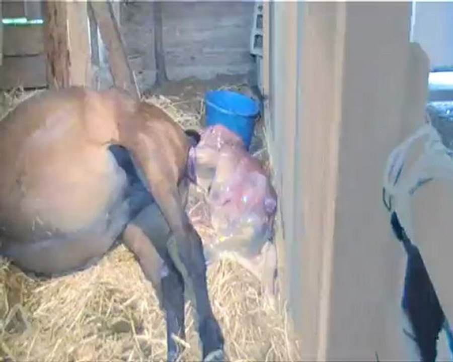 naissance poulain