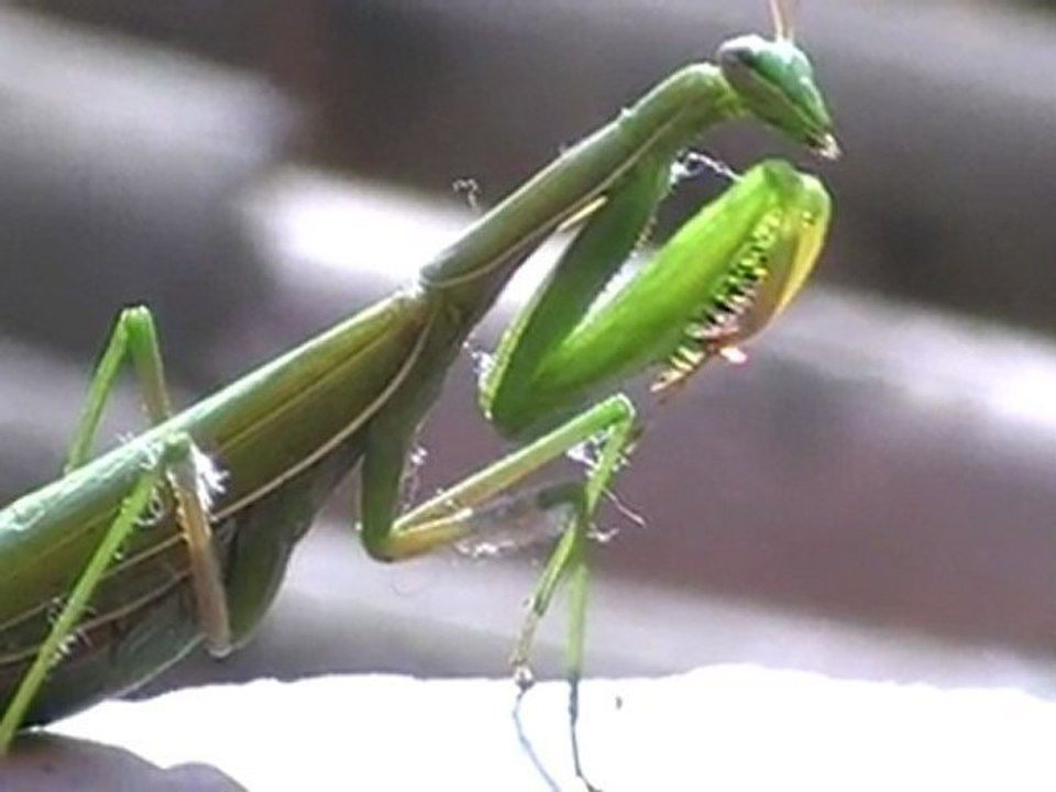 Mante "velia"