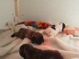 camada Les Battes Bulldog - 2 semanas / 2 weeks