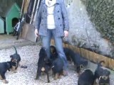 Liliane court avec les chiots
