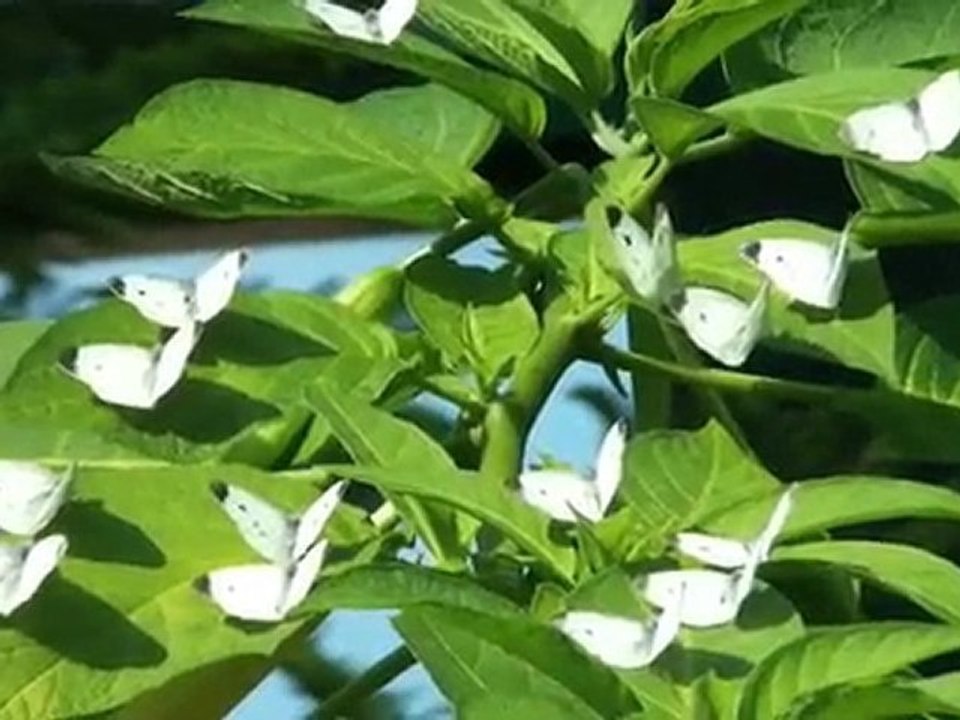 I love butterflies!