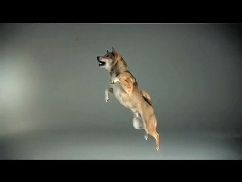 Pedigree fait décoller nos amis les chiens "slowmotion"