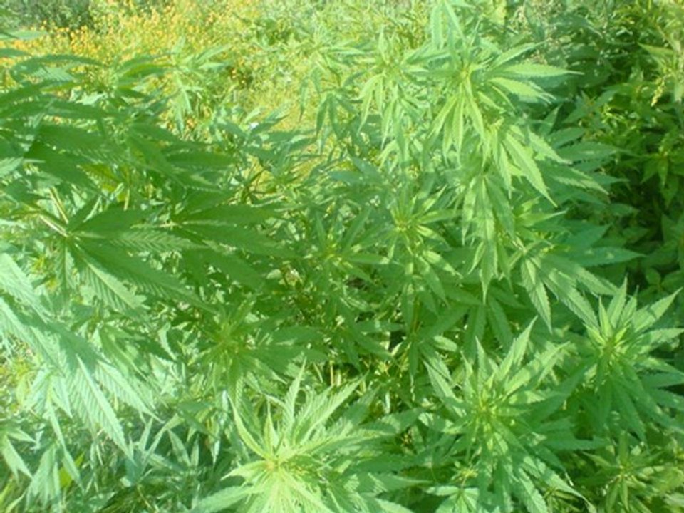 live petit matin vert korg