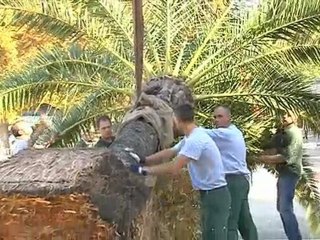 Les palmiers du Sénat chez Terra Botanica : la vidéo