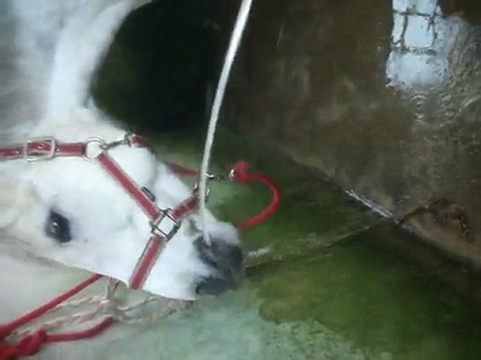 Lotus a la douche