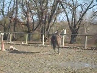 Pogo Dancing est en grande forme (confirmation) :D