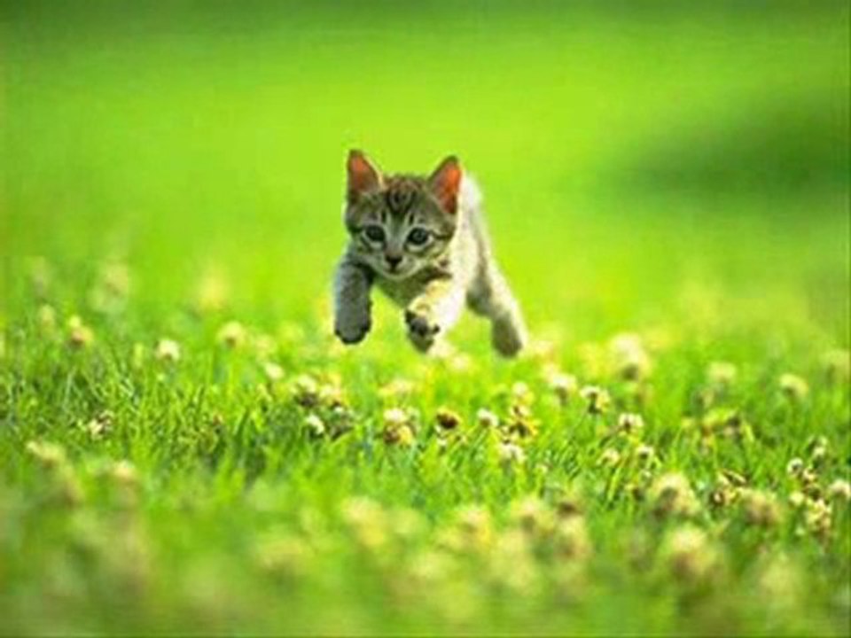 The Cat Came Back versione Fred Penner