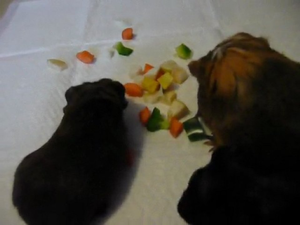 CrawKott' et ses petits