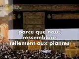 cheikh kichk la création et la résurrection