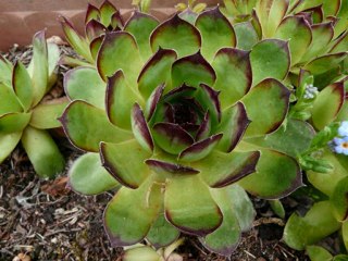 les fleurs du jardin
