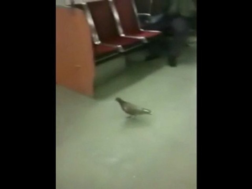 Galamb a metrón