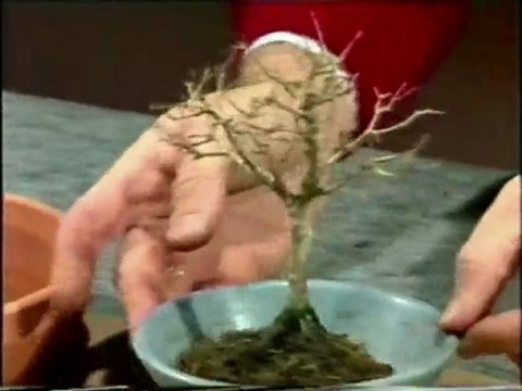 Cuidados del bonsai 4 de 5
