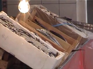 Kediyle balıkçının ilişkisi