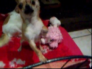 février 2010 dernieres 022