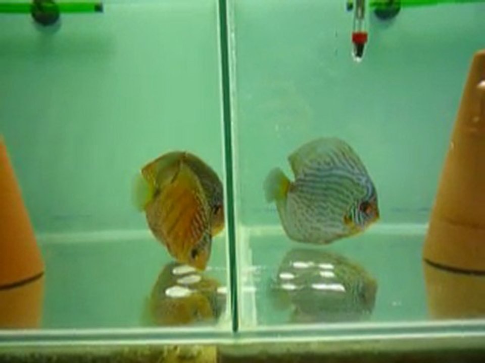 Couples discus en bac de repro