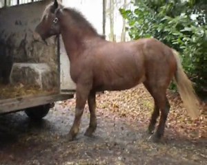 fevrier22 2010 larrivé de tornade a la ferme
