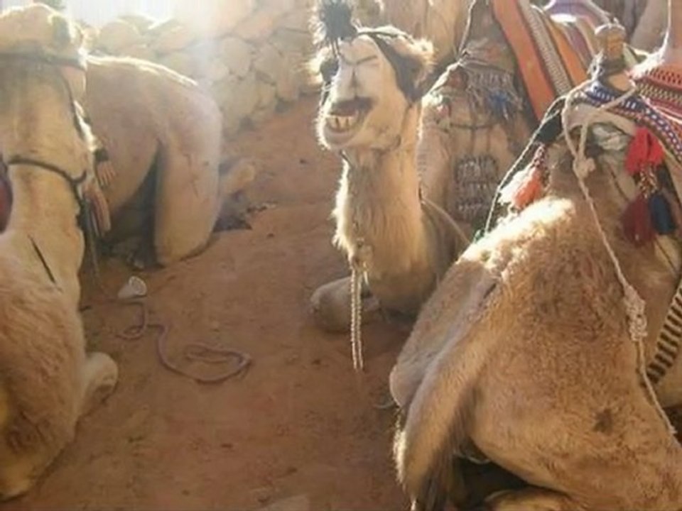 Voyage a TABA (Sinai)