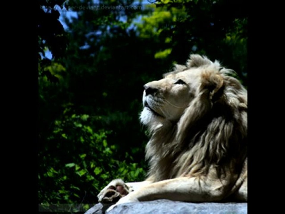 - Eagle & Lion -