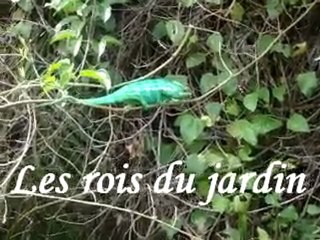 Les richesses du jardin