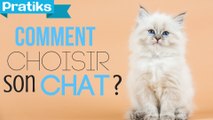 Comment choisir son chat