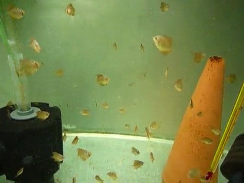 alevins discus penang 26 fev 2010