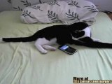 Suona l'iPhone ed il gatto risponde