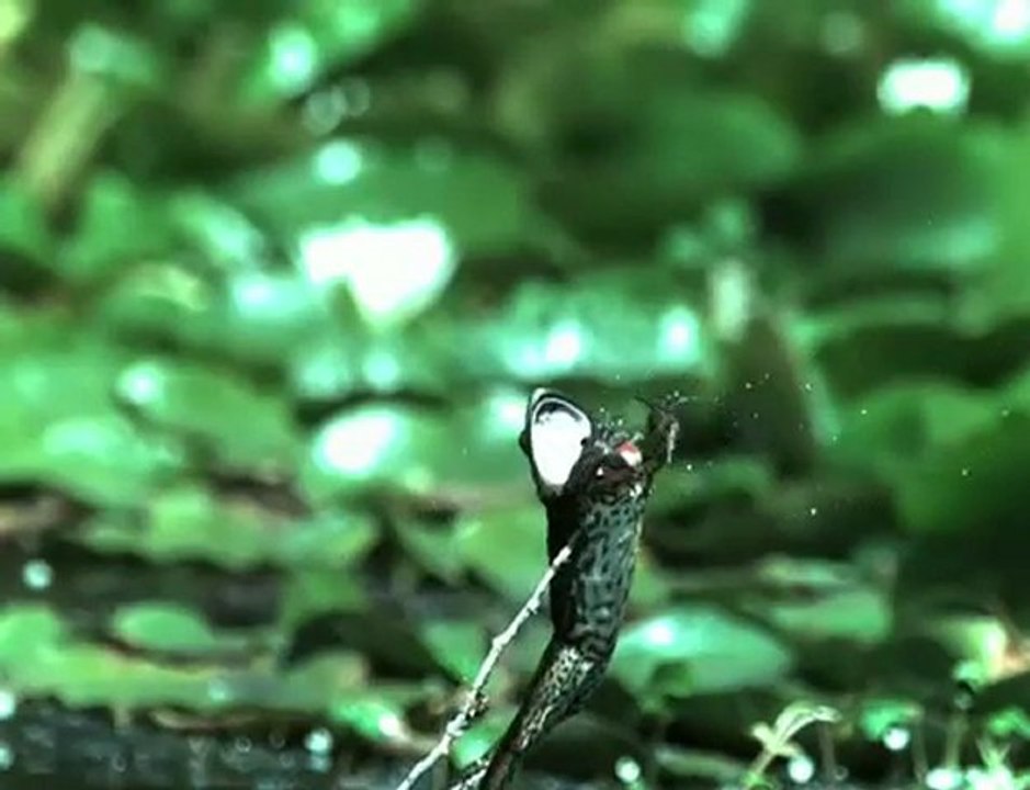 grenouille VS libellule