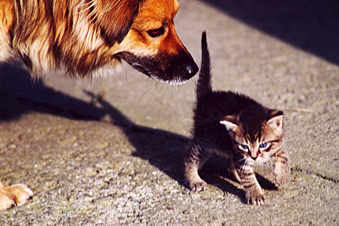 Le mal des transports des chiens et chats