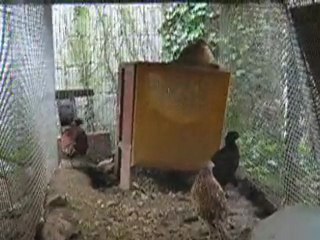 faisans du quercy 30 secondes de présentation