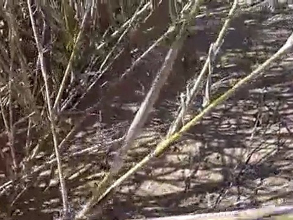 Cerastes vipera en fuite - by run's