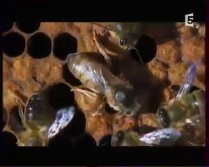 Abeilles - Une Vie pour la Reine 04/05