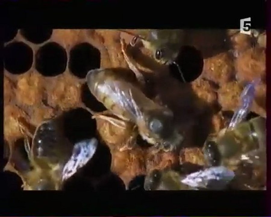 Abeilles - Une Vie pour la Reine 04/05