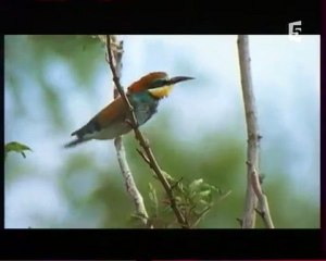 Abeilles - Une Vie pour la Reine 03/05